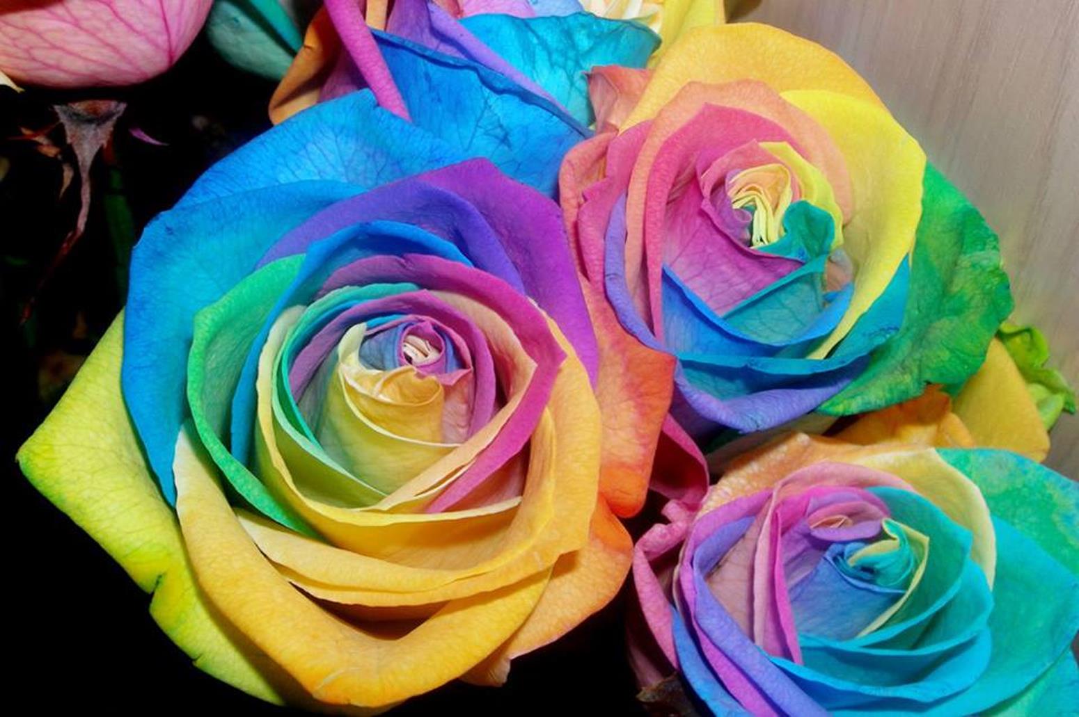 Какой цветок меняет цвет. Разноцветные розы. Радужные цветы. Радужные розы. Розы крашеные разноцветные.